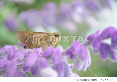 在Salvia·Leukansa的一封休息信 5763000