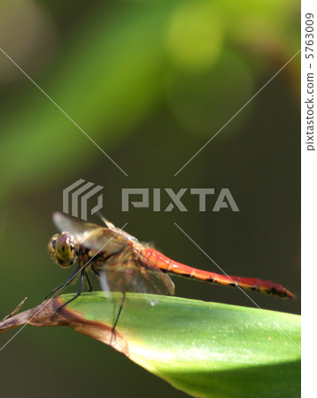 Akiakane (red dragonfly) Akiakane (red dragonfly) 5763009