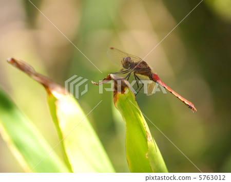 Akiakane (red dragonfly) 5763012