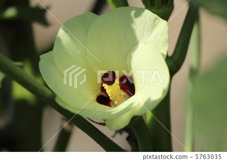 Okra's Flower Okra's Flower 5763035