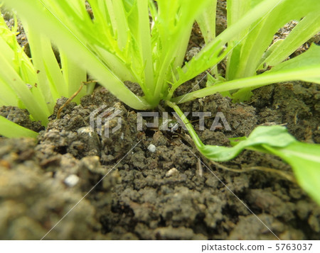 Mizuno and cricket 5763037