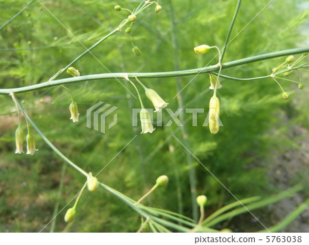 Asparagus flowers 5763038