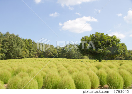 Kokia(埼玉縣武藏山森林公園) Kokia(埼玉縣武藏山森林公園) 5763045