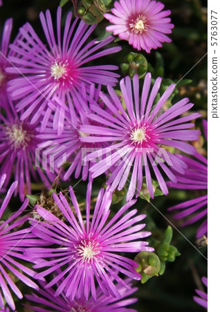 Livingston Daisy 5763077