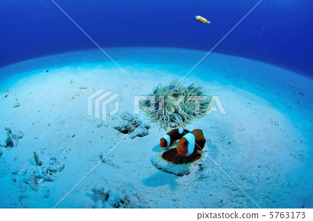 Touaka Anemonefish Touaka Anemonefish 5763173