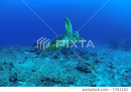 Sea turtle 5763182