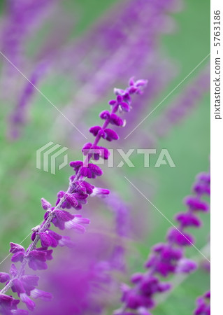 Salvia Leukansa Salvia Leukansa 5763186