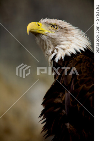 白頭鷹 白頭鷹 5763263