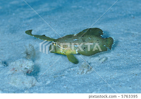 緊張的魚 緊張的魚 5763395