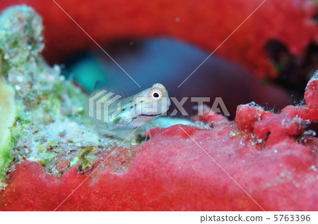 石垣青蛙 5763396