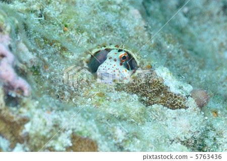 Montuki frogfish Montuki frogfish 5763436