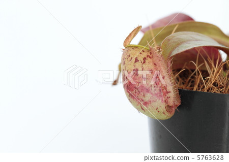 Nepenness：Amplararia 5763628