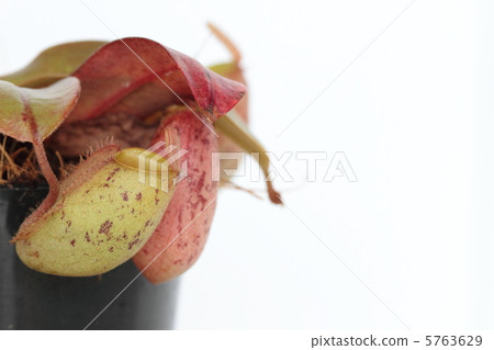 Nepenness：Amplararia 5763629