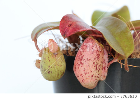 Nepenness：Amplararia 5763630