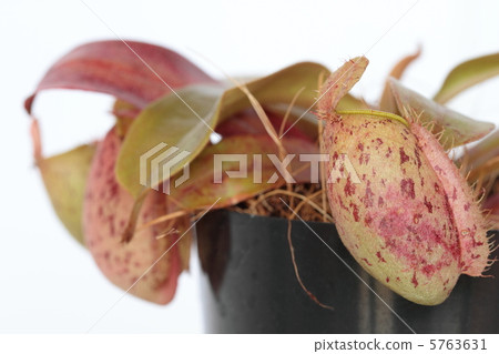 Nepenness：Amplararia 5763631