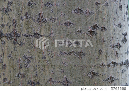 Texture "Yamanarashi" (Birchaceae) 5763668