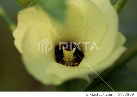 Sapporo flowers 5763899