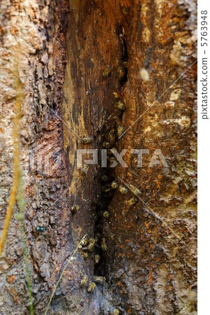 Japan bee wild 5763948