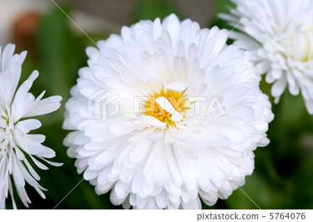 白色雛菊菊花花 5764076
