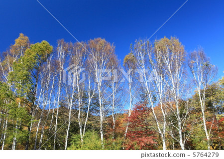 Sun burn white birch forest Sun burn white birch forest 5764279