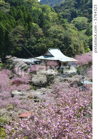 Ichinodera Temple Button Zakura 5764325