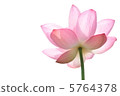 lotus, blank, margin 5764378