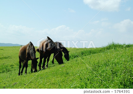 Kamimae吃草2 Kamimae吃草2 5764391