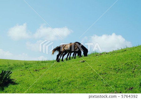 Kamimae吃草3 5764392