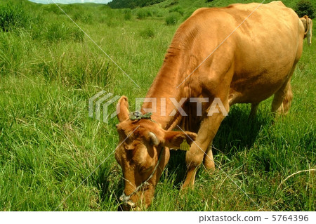 Red cow to eat grass 3 5764396