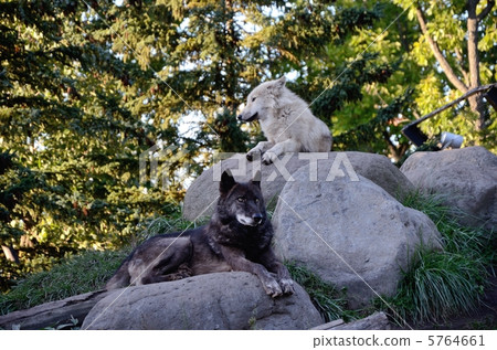 Wolf of Asahiyama Zoo 5764661