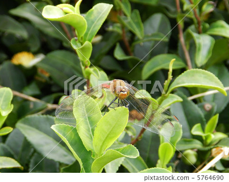 Red dragonfly 5764690