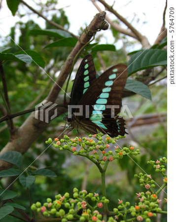 常見的青蠅 5764709