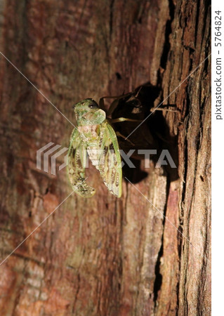 niisemi的出現 5764824