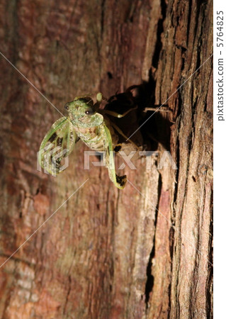 Emergence of niisemi 5764825