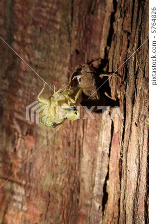 Emergence of niisemi 5764826