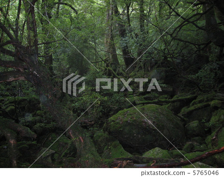 屋久島 5765046