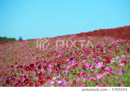 宇宙和科基亞 宇宙和科基亞 5765059