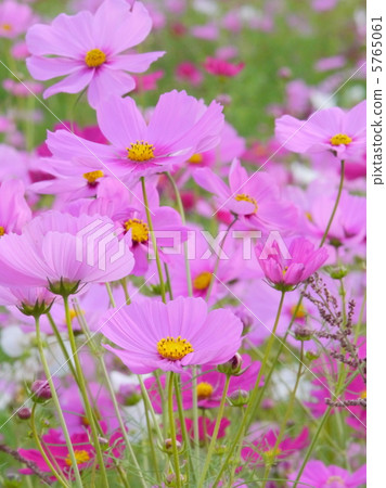 秋天櫻桃領域 秋天櫻桃領域 5765061