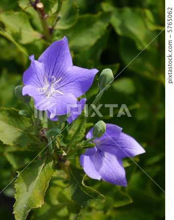 Kikyo flower Kikyo flower 5765062