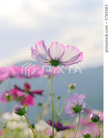Cherry blossoms looking up at the sky Cherry blossoms looking up at the sky 5765063