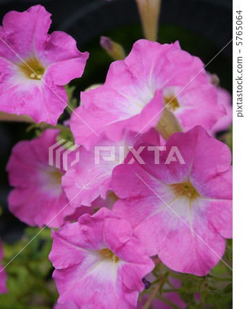 Saffinia的花 Saffinia的花 5765064