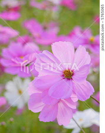 秋天的櫻桃樹 秋天的櫻桃樹 5765065