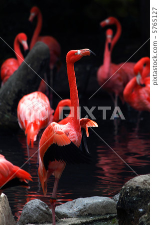 Flamingo  5765127