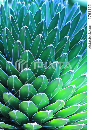 仙人掌 仙人掌 5765165