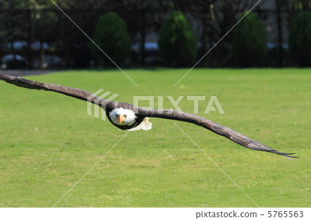 白頭鷹 白頭鷹 5765563