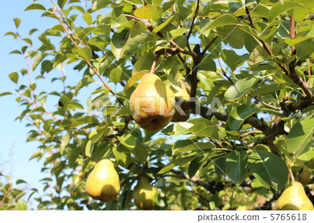 La France Tree La France Tree 5765618