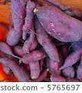 Harvesting sweet potatoes 5765697