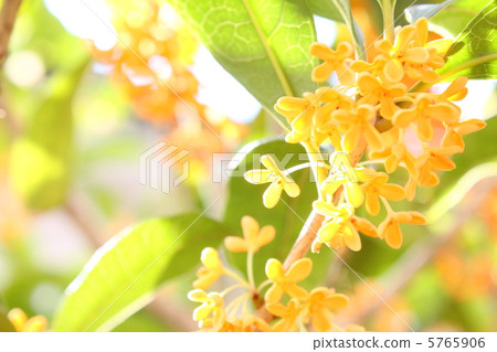 Odorious scented osmanthus Odorious scented osmanthus 5765906