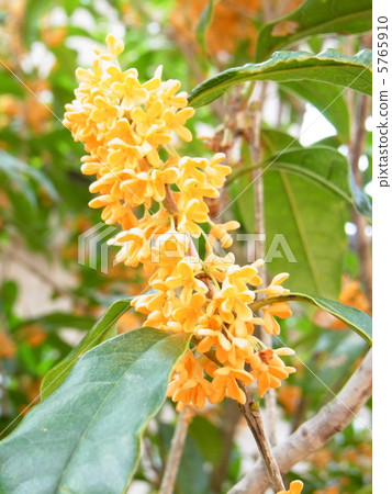 Odorious scented osmanthus Odorious scented osmanthus 5765910