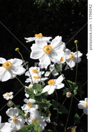 Kibu chrysanthemum Kibu chrysanthemum 5766042